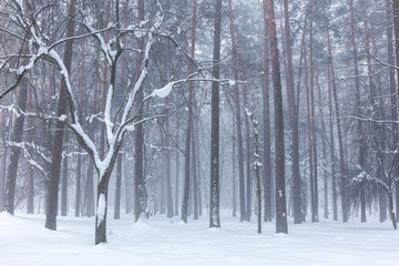 bare trees in misty winter forest covered with fresh snow