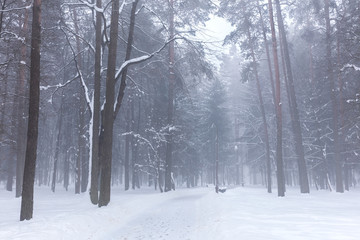 foggy winter park with high trees under white snow against grey sky background
