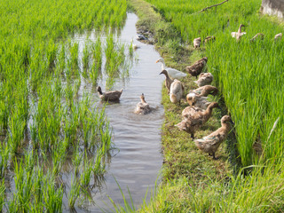 local ducks swimming and feeding in wet rice paddy field 