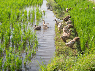 local ducks swimming and feeding in wet rice paddy field 