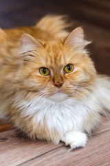 red and white fluffy cat