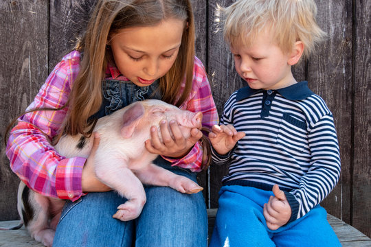 White pig with black spots of breed pietren sits on hand's farmer's daughter. Children play with newborn piglet in farmyard yard. Preschoolers love to spend vacations in countryside. Selective focus