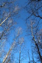 Looking Up At The Forest, Whitemud Park, Edmonton, Alberta