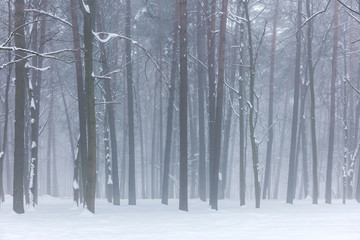 winter deciduous forest on a foggy december's day. misty woods in winter