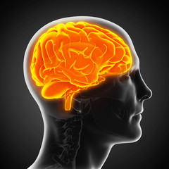 Obraz premium Human Brain Anatomy Illustration