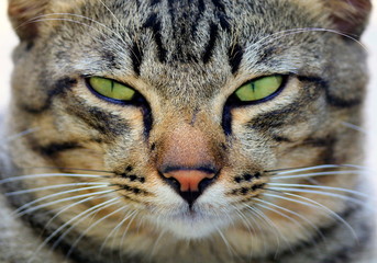 The face of a natural cat close-up.