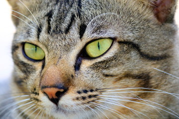 The face of a natural cat close-up.