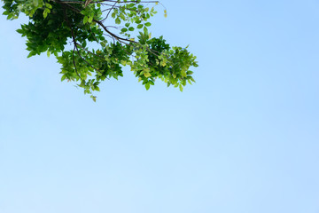 Green leaves with copy space for background