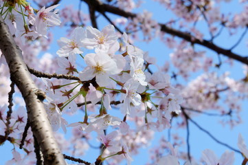 大阪城公園の桜