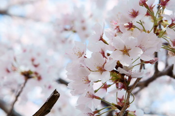 Cherry blossom at Osaka castle in Japan