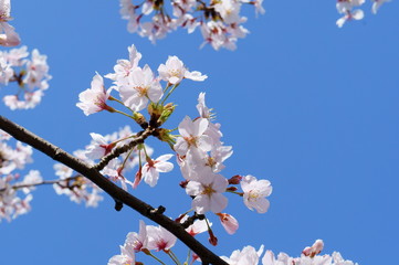 桜と空