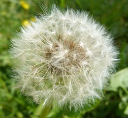 white fluffy dandelion close-up on a green background summer sun spring wild flowers weed down