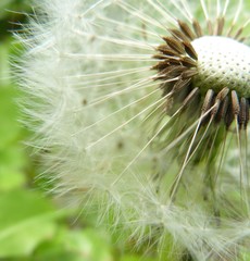 white fluffy dandelion close-up on a green background sun summer spring meadowy flowers weed...
