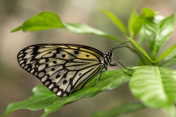 Side view of a white tree nymph, Idea leuconoe, sitting on a green leaf.