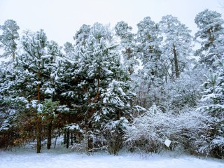 snow covered pine trees