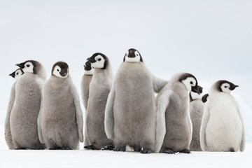 Emperor Penguins chicks on ice in Antarctica
