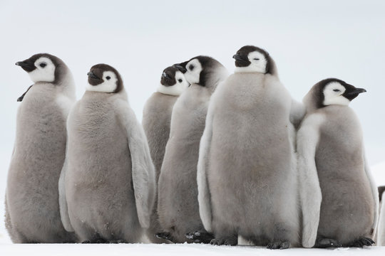 Emperor Penguins chicks on ice in Antarctica