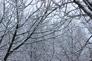 Snow covered tree branches.