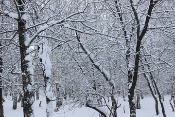 Snow-covered trees in the wood.