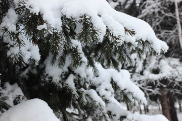 Fluffy snow on a fir-tree.