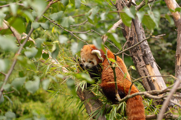 Red Panda