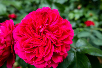One red rose in the garden