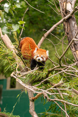Red Panda