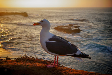 Seagull on the beach in La Jolla, California