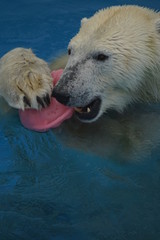 Fototapeta premium ホッキョクグマ