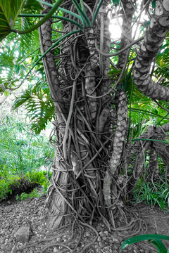 Black, White And Green Image Of Palm Tree Vines And Roots At Self Realization Fellowship Meditation Garden