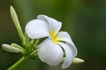 Tropical Flower white Plumeria on the blurred backgrpund. Soft focus.