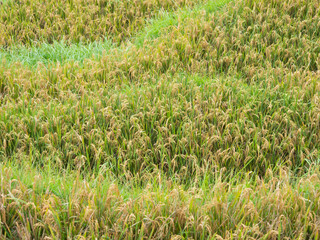 Mature rice paddy , ready for harvest 