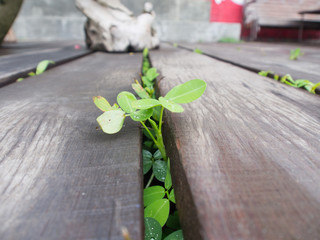 Buds growing between wooden planks 