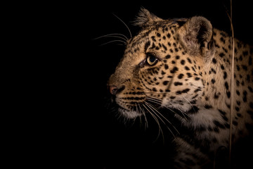 Adult female leopard listening to starnge sounds in tall grass.