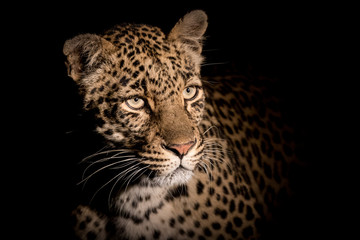 Extreme close up portrait of adult female leopard in spotlight
