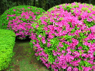 初夏の日本庭園に咲く躑躅