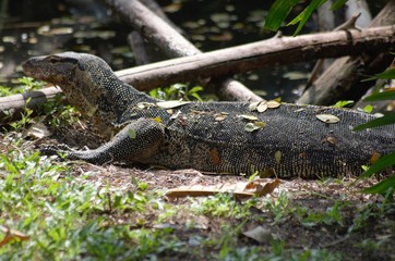 crocodile-lizard-caiman