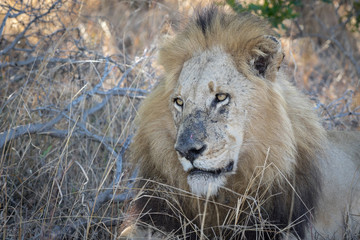 Big male lion resting in the shade of a tree