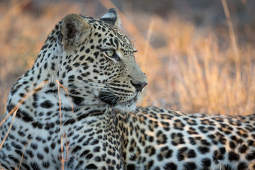 Fototapeta na wymiar Male leopard resting underneath big Amarula tree after feeding on its kill.