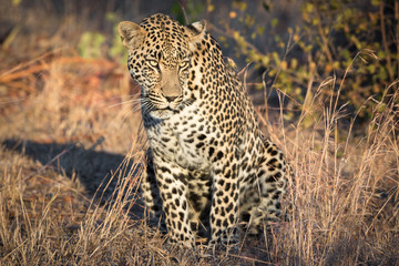 Majestic looking leopard in Sabi Sands as seen on a game drive.