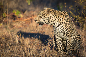 Big male leopard sitting in the winter sun.