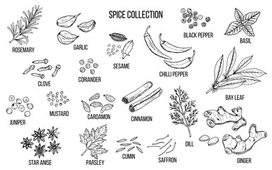 Hand drawn spice and vegetable collection