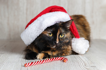 Obraz na płótnie Canvas Beautiful cat in a Christmas cap and candy cane