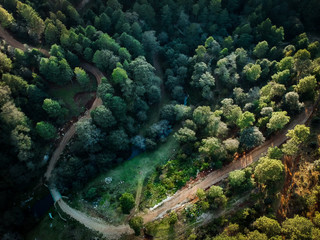 Bosque de pinos 