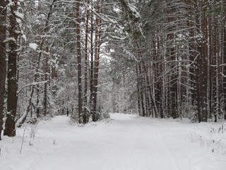 Winter forest. Snow. (The Vast Russia! Sergey, Bryansk.)
