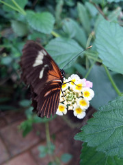 Monarch, Danaus plexippus, butterfly in nature habitat. Nice insect from Mexico. Butterfly in the green forest.
