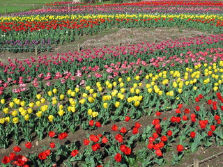 チューリップ畑風景