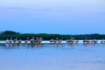 Fototapeta na wymiar A flock of sleeping Great White Pelicans (Pelecanus onocrotalus) in the water at early morning in the Danube Delta, Ukraine, preparing for breakfastresting. Sleepy pelicans in the early morning