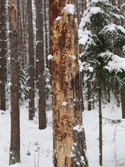 Dying pine. (The Vast Russia! Sergey, Bryansk.)