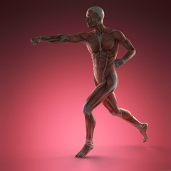 Human Muscle Anatomy